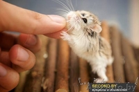 Продаются хомячки Роборовского - Изображение #1, Объявление #941289