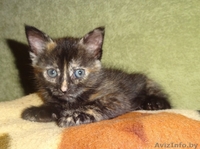 Котята-малыши красавчики  в дар! - Изображение #3, Объявление #903249