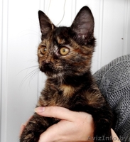 Данка-кошечка ласкуша в дар! - Изображение #1, Объявление #937199