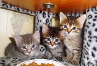 Котята-малыши красавчики  в дар! - Изображение #4, Объявление #903249