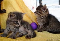 Котята-малыши красавчики  в дар! - Изображение #2, Объявление #903249