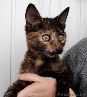 Данка-кошечка ласкуша в дар! - Изображение #4, Объявление #937199