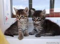 Котята-малыши красавчики  в дар! - Изображение #1, Объявление #903249