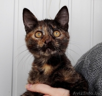 Данка-кошечка ласкуша в дар! - Изображение #5, Объявление #937199