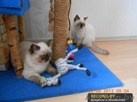 Шикарные британские котята - Изображение #3, Объявление #938035