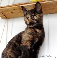 Данка-кошечка ласкуша в дар! - Изображение #3, Объявление #937199