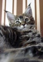 кошечка мейн кун - Изображение #2, Объявление #942069