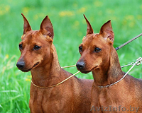 Щенок цвергпинчера(карликовый пинчер) - Изображение #1, Объявление #944218