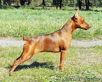 Щенок цвергпинчера(карликовый пинчер) - Изображение #4, Объявление #944218