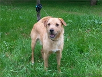 Cобака-улыбака ищет дом(в дар) - Изображение #3, Объявление #948882