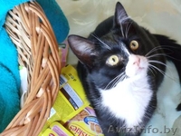 Красивая Вита - молоденькая кошечка в дар , в добрые руки! - Изображение #3, Объявление #943086
