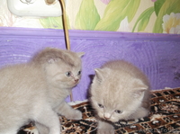 котята скоттиш фолд вислоухие и страйт - Изображение #2, Объявление #938462