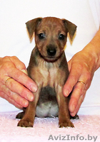 Щенок цвергпинчера(карликовый пинчер) - Изображение #8, Объявление #944218