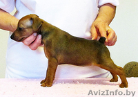 Щенок цвергпинчера(карликовый пинчер) - Изображение #9, Объявление #944218