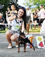 Щенок цвергпинчера(карликовый пинчер) - Изображение #5, Объявление #944218