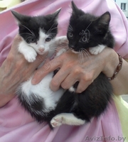 Маленькие котята в добрые руки. - Изображение #3, Объявление #948797