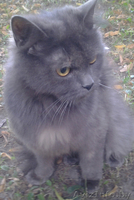 Полубританская очаровашка в дар. - Изображение #3, Объявление #946308