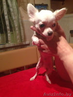 Продаю щенка чихуа хуа - Изображение #1, Объявление #943225