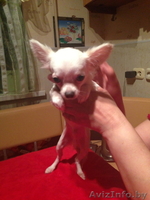 Продаю щенка чихуа хуа - Изображение #2, Объявление #943225