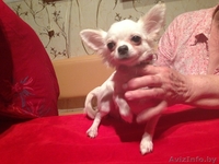 Продаю щенка чихуа хуа - Изображение #3, Объявление #943225