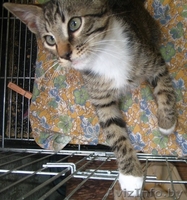 Котенок Петрик- тигренок в полосатой шубке - Изображение #4, Объявление #944090