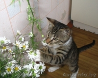 Оскар- шикарный молодой кот, цвет рыси - Изображение #1, Объявление #948722