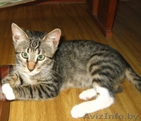 Оскар- шикарный молодой кот, цвет рыси - Изображение #3, Объявление #948722