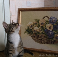 Оскар- шикарный молодой кот, цвет рыси - Изображение #6, Объявление #948722