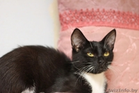 Бонни-котенок девочка 7 мес. ну просто красавица - Изображение #5, Объявление #926586