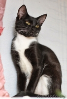 Бонни-котенок девочка 7 мес. ну просто красавица - Изображение #2, Объявление #926586
