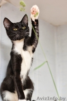 Бонни-котенок девочка 7 мес. ну просто красавица - Изображение #4, Объявление #926586