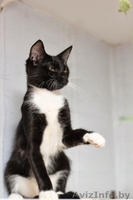 Бонни-котенок девочка 7 мес. ну просто красавица - Изображение #3, Объявление #926586