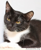 Бонни-котенок девочка 7 мес. ну просто красавица - Изображение #6, Объявление #926586