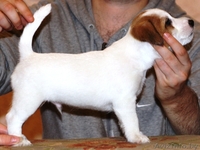 Джек рассел терьера щенки - Изображение #2, Объявление #942650