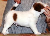 Джек рассел терьера щенки - Изображение #3, Объявление #942650