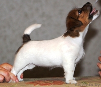 Джек рассел терьера щенки - Изображение #4, Объявление #942650