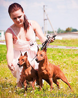 Щенок цвергпинчера(карликовый пинчер) - Изображение #3, Объявление #944218