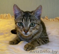 Лесная разбойница Чита в добрые руки - Изображение #3, Объявление #936252