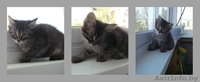 Отдам в Дар четырёх прекрасных котят (девочки) - Изображение #4, Объявление #942408