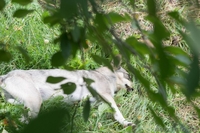 СОБАКАМ ГРОЗИТ РАССТРЕЛ! Срочно нужны хозяева! - Изображение #3, Объявление #948268