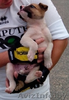 Щенок в ДАР, в добрые руки, в дом, не на цепь! 1.5 месяца, мальчишка, метис - Изображение #2, Объявление #948290