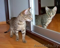 Лесная разбойница Чита в добрые руки - Изображение #4, Объявление #936252