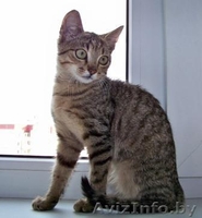 Лесная разбойница Чита в добрые руки - Изображение #5, Объявление #936252