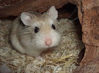 Продаются хомячки Роборовского - Изображение #4, Объявление #941289