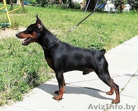 Щенок цвергпинчера(карликовый пинчер) - Изображение #7, Объявление #944218