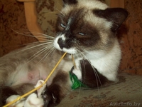 Кошка Нюша ищет хозяина - Изображение #1, Объявление #964582