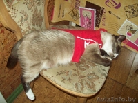 Кошка Нюша ищет хозяина - Изображение #4, Объявление #964582