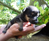 Щенульки-красотульки в добрые руки - Изображение #3, Объявление #837903