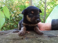 Щенульки-красотульки в добрые руки - Изображение #2, Объявление #837903