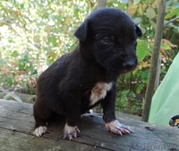 Щенульки-красотульки в добрые руки - Изображение #1, Объявление #837903